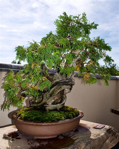 white cedar bonsai.